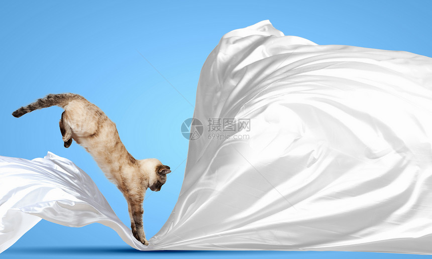 暹罗猫跳跃的暹罗猫玩床单的形象图片