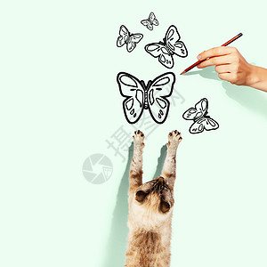 暹罗猫暹罗猫捕捉画蝴蝶的图像高清图片