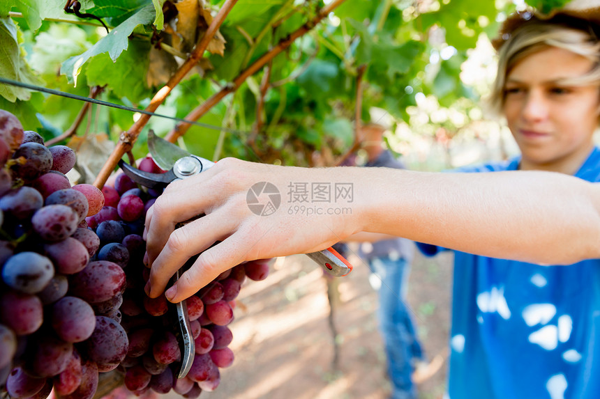 葡萄园里的男孩男孩葡萄园里摘葡萄图片