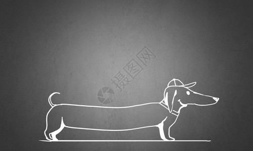 特克尔达奇森德狗普通纹理背景上的达奇猎犬草图背景