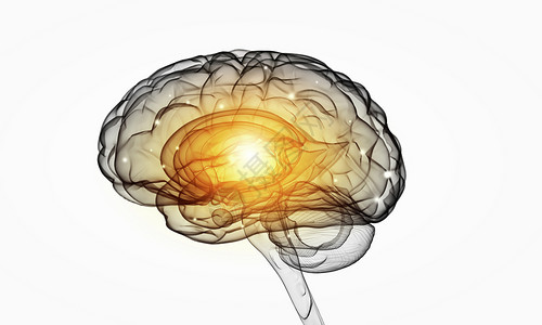 白色背景的人脑的人类智力人类的大脑背景图片