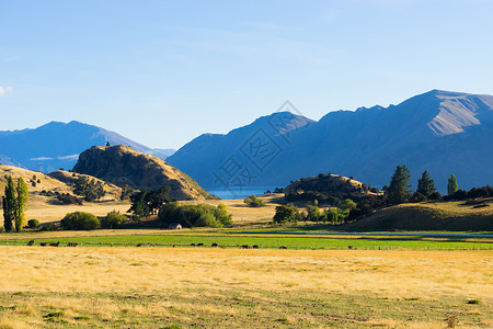 风景如画新西兰阿尔卑斯山田野的自然景观背景图片