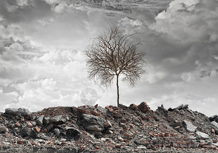 干树站废墟上的干树的形象图片