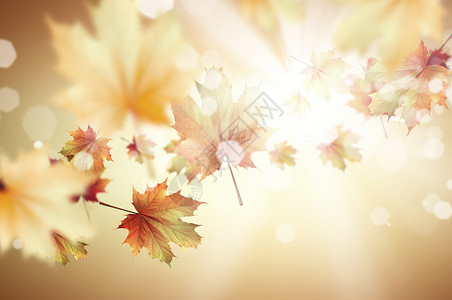 秋天的背景彩色树叶空中飞行的图像背景图片