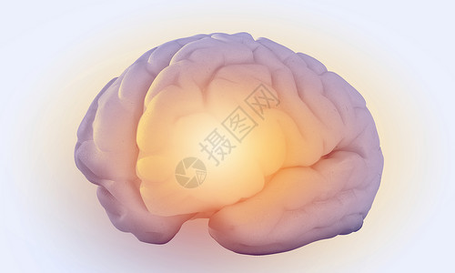 人类的头脑白色背景下人脑的科学图像图片