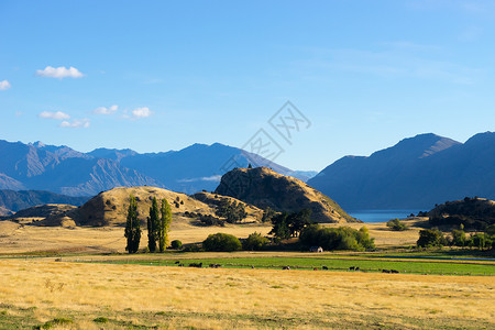 风景如画新西兰阿尔卑斯山田野的自然景观背景图片