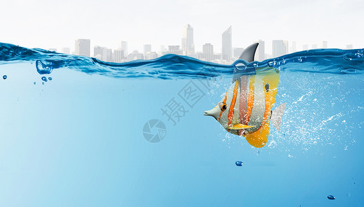 异国情调的鱼与鲨鱼翻异国情调的鱼水里戴着鱼翅吓唬捕食者图片