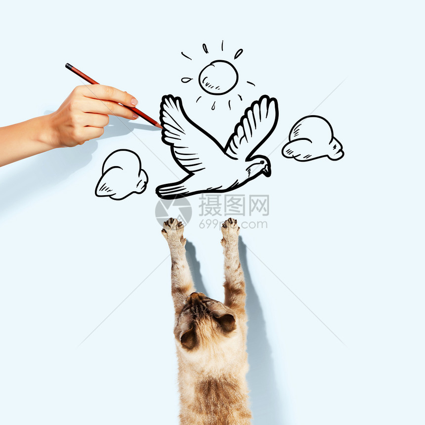 暹罗猫暹罗猫捕捉画鸟的形象图片
