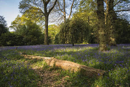 春天英国乡村布卢贝尔森林的美丽景观形象图片