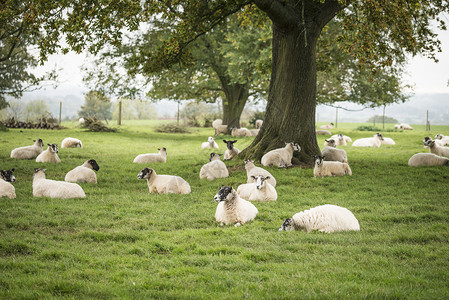 秋天农场田野景观中的绵羊图片