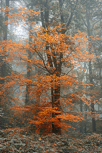 超现实交替色彩幻想秋落森林景观形象图片