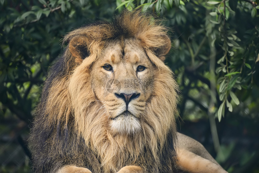 美丽的亚洲狮子豹狮子座肖像图片