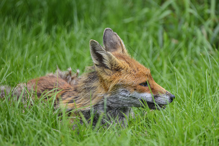 九尾红狐美丽的形象红狐郁郁葱葱的夏季乡村景观背景