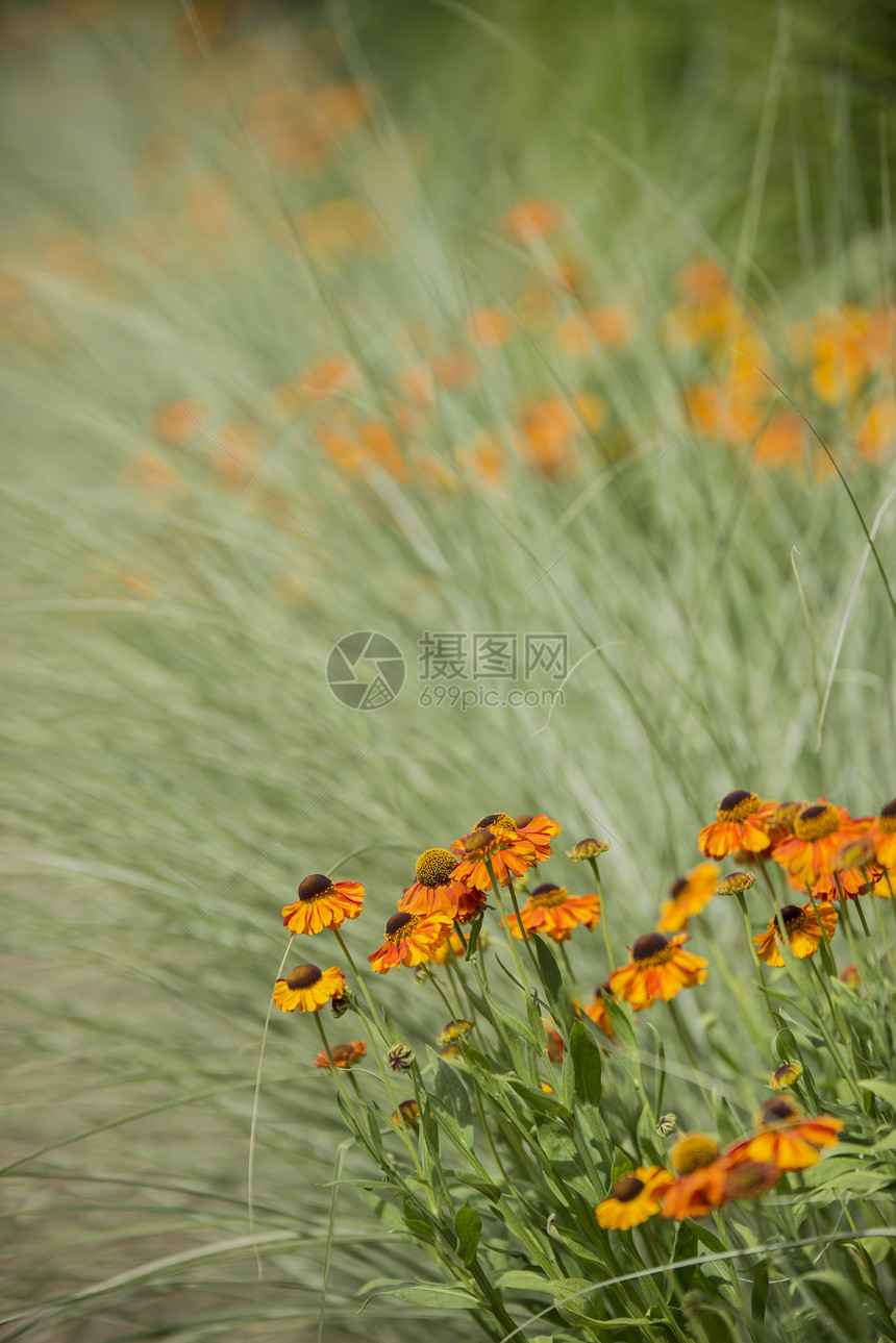 夏季野花草地的美丽景观形象图片