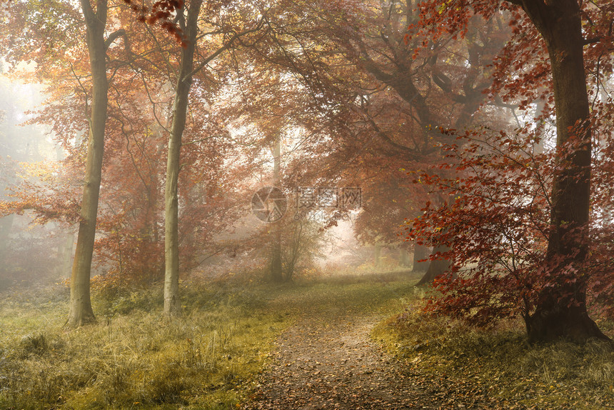 令人叹为观止的充满活力的秋季雾林景观图片