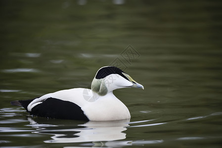 春季常见鹅鸭鸟躯体的肖像高清图片