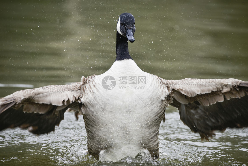 加大鹅展开翅膀,春天水上清洗自己图片