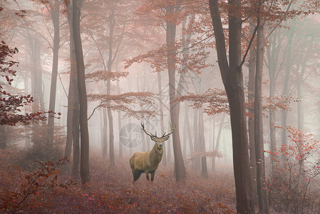 令人惊叹的红色鹿鹿形象,雾的秋天,五颜六色的森林景观形象图片