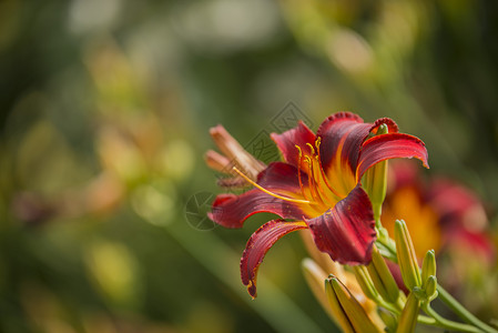 褐红色的美丽充满活力的红色黄色百合花夏天的阳光下背景