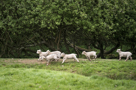 轻的春天羔羊英国乡村景观中玩耍图片