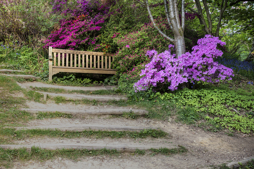 英格兰春天杜鹃花小径边界美丽的景观形象图片