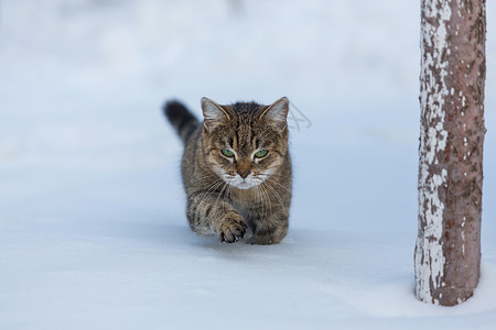 冬天的雪中猫出来图片