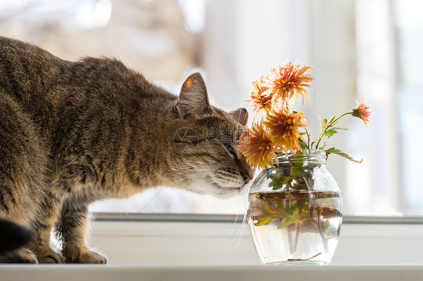 猫闻花图片