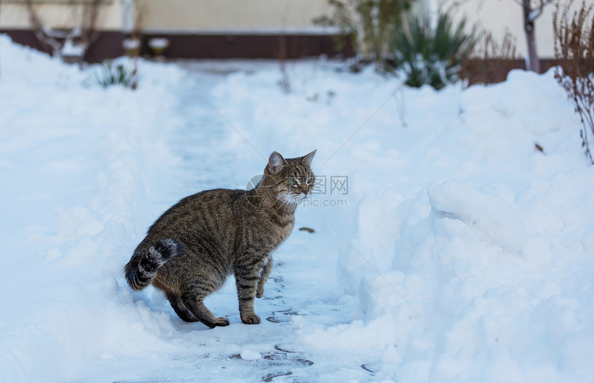 冬天的雪中猫出来图片