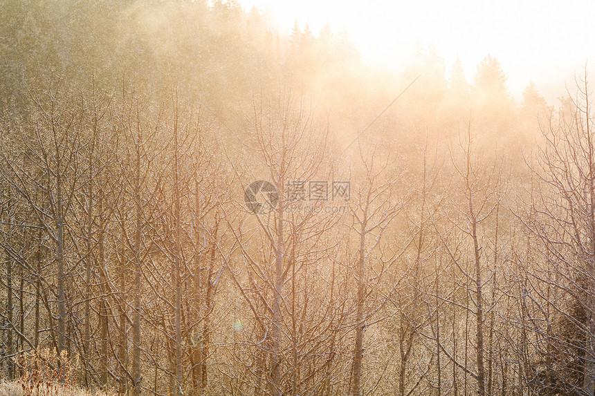 风景秀丽的雪覆盖森林冬季很适合诞节背景图片