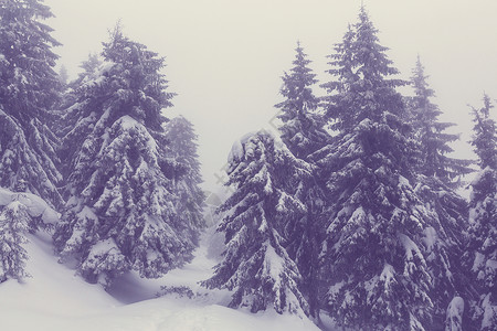 冬季场景森林覆盖着雪,色调像instagram过滤器图片