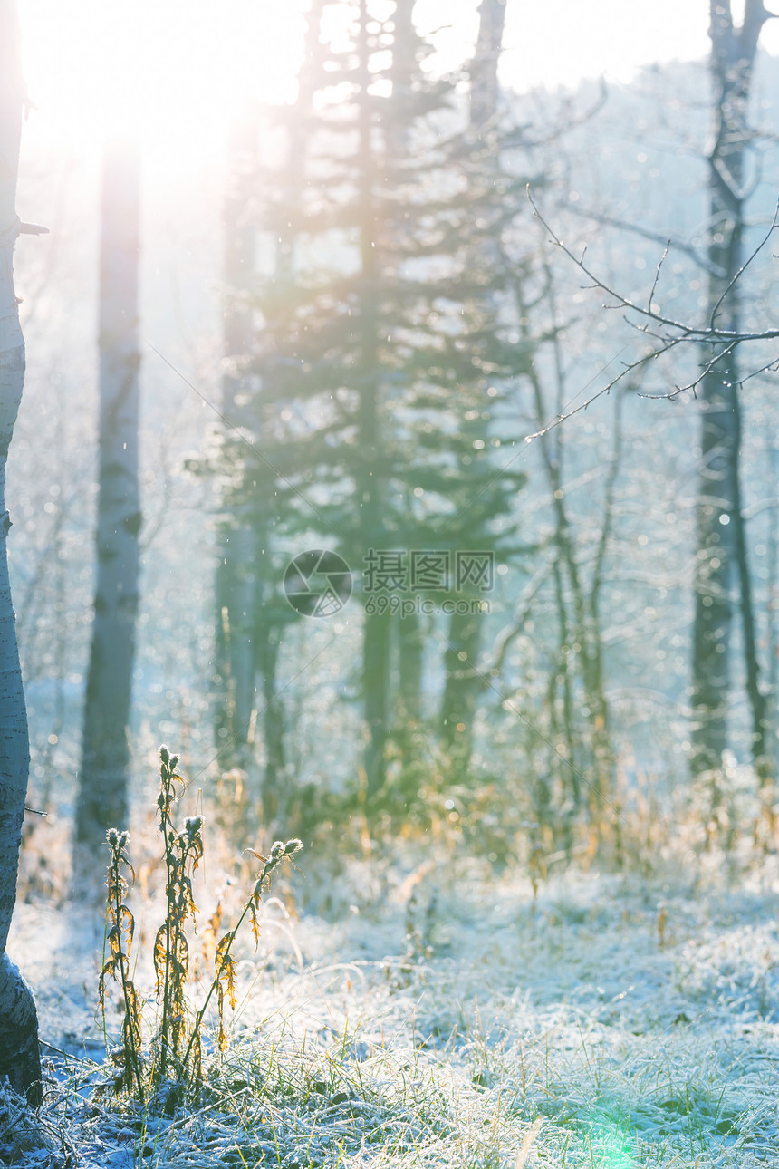 冬季场景森林覆盖着雪,色调像instagram过滤器图片