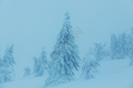 风景秀丽的雪覆盖森林冬季很适合诞节背景高清图片