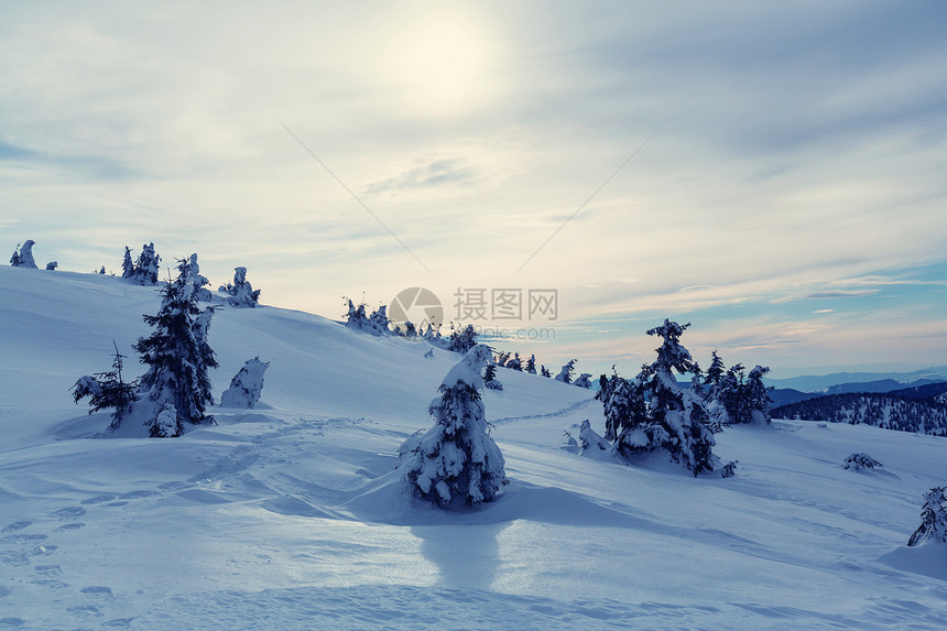 冬季场景森林覆盖着雪,色调像instagram过滤器图片