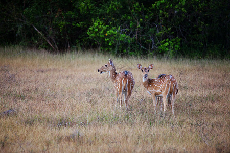斯里兰卡雅拉公园的野生斑点鹿高清图片
