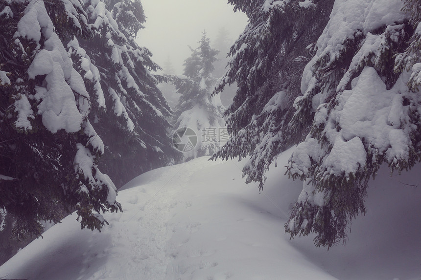 冬季场景森林覆盖着雪,色调像instagram过滤器图片