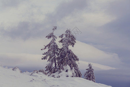 抽像场景冬季场景森林覆盖着雪,色调像instagram过滤器背景