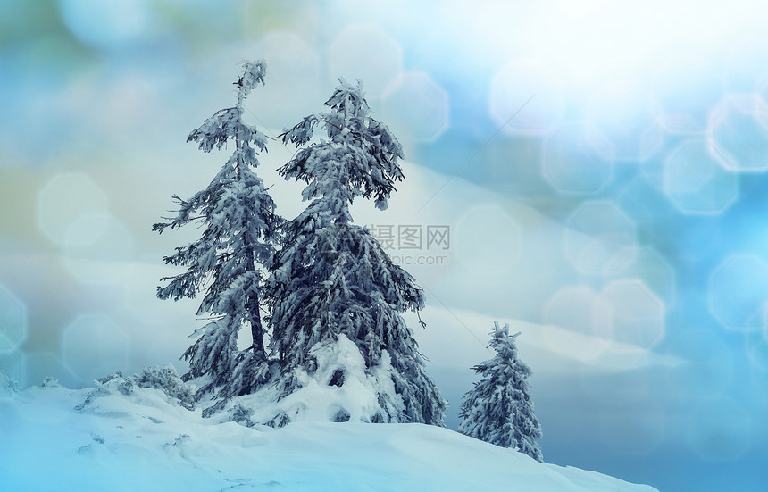 冬季场景森林覆盖着雪,色调像instagram过滤器图片