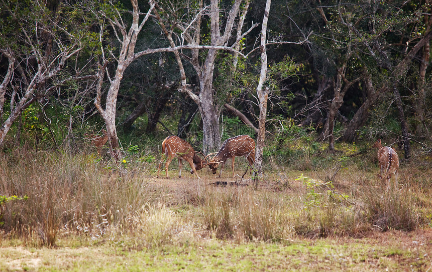 斯里兰卡雅拉公园的野生斑点鹿图片