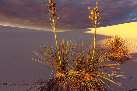 阿拉胡埃拉干旱沙漠高清图片