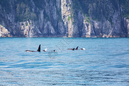 海洋动物虎鲸阿拉斯加的虎鲸虎鲸背景