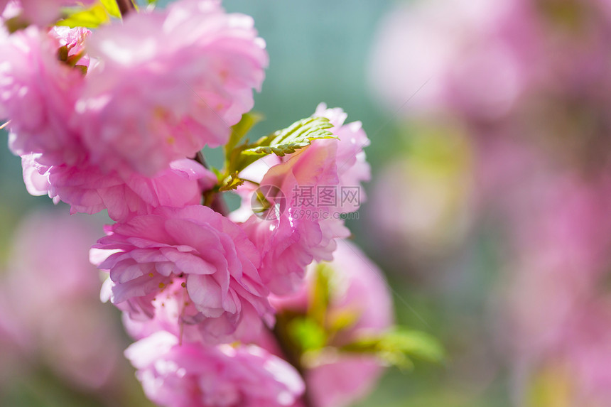 杏仁树粉红色的花图片