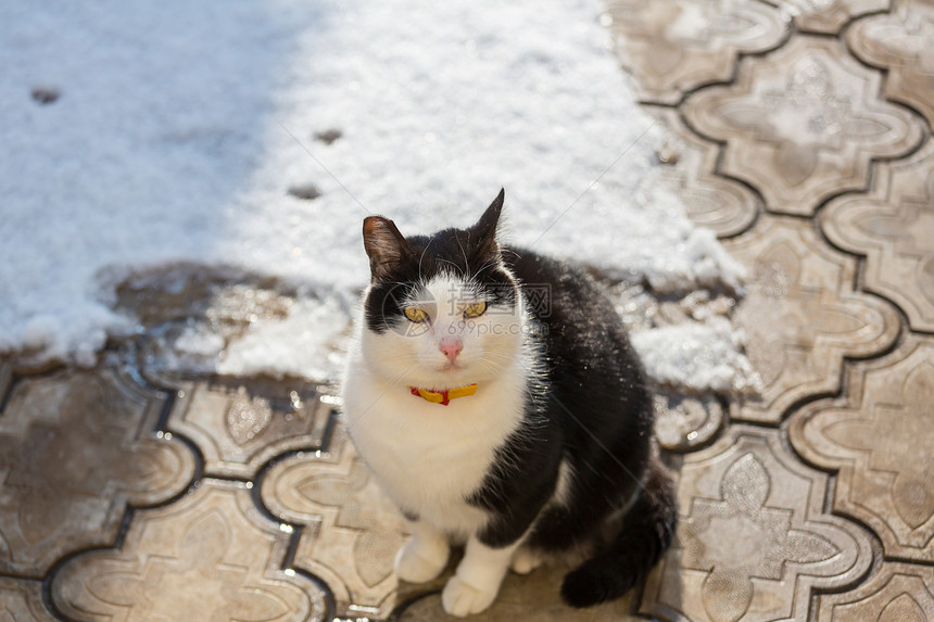 漂亮的塔比猫的特写镜头图片