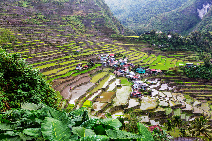 菲律宾美丽的绿色水稻梯田吕宋岛的水稻种植图片