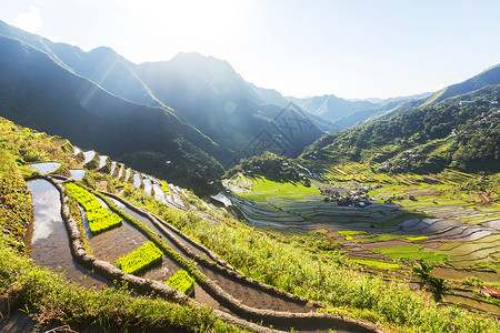 菲律宾美丽的绿色水稻梯田吕宋岛的水稻种植背景