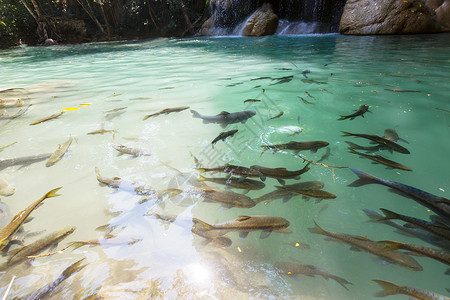 鱼池塘里游泳,埃拉万瀑布,泰国高清图片