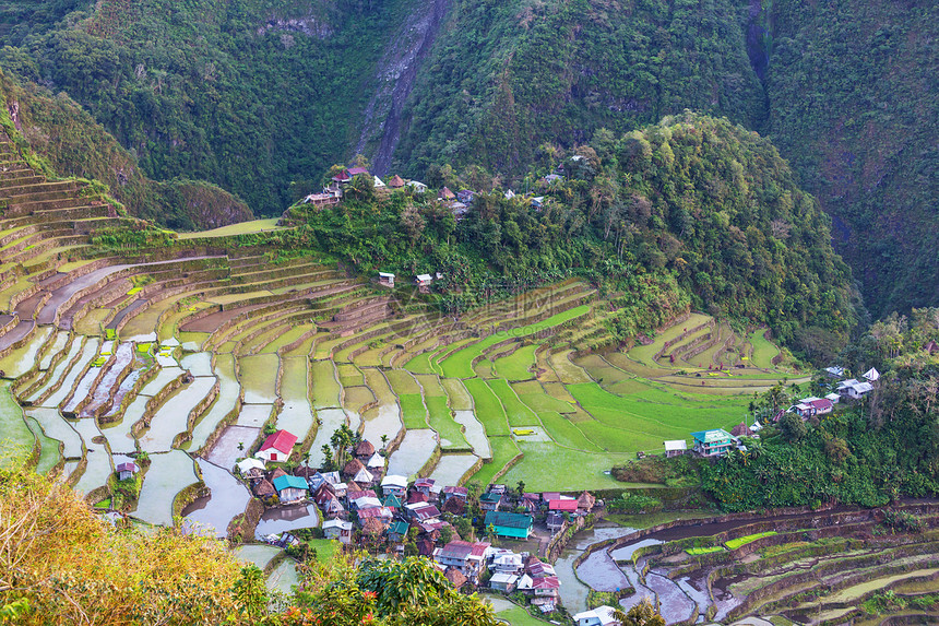 菲律宾美丽的绿色水稻梯田吕宋岛的水稻种植图片