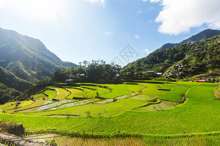 菲律宾美丽的绿色水稻梯田吕宋岛的水稻种植背景