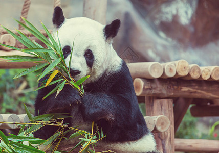 漂亮的大熊猫背景图片