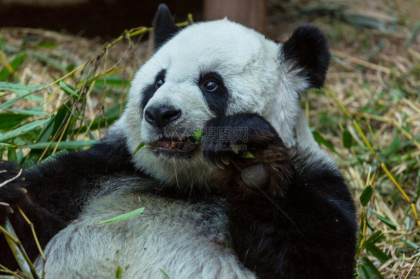 漂亮的大熊猫图片