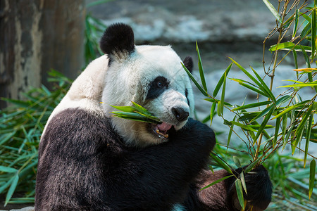 漂亮的大熊猫背景图片